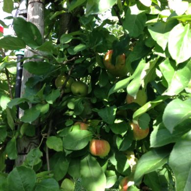 28/9/2016 Cueillette des pommes et des poires avec les enfants